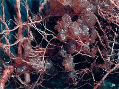 Why_TRUE_HYDROGEL