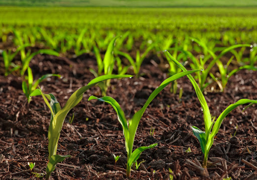 agriculture_hydrogel