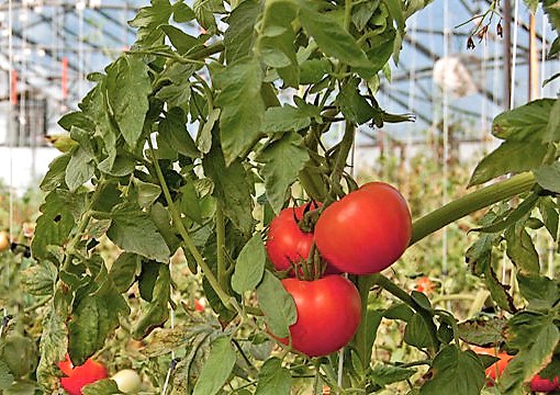 agriculture_hydrogel